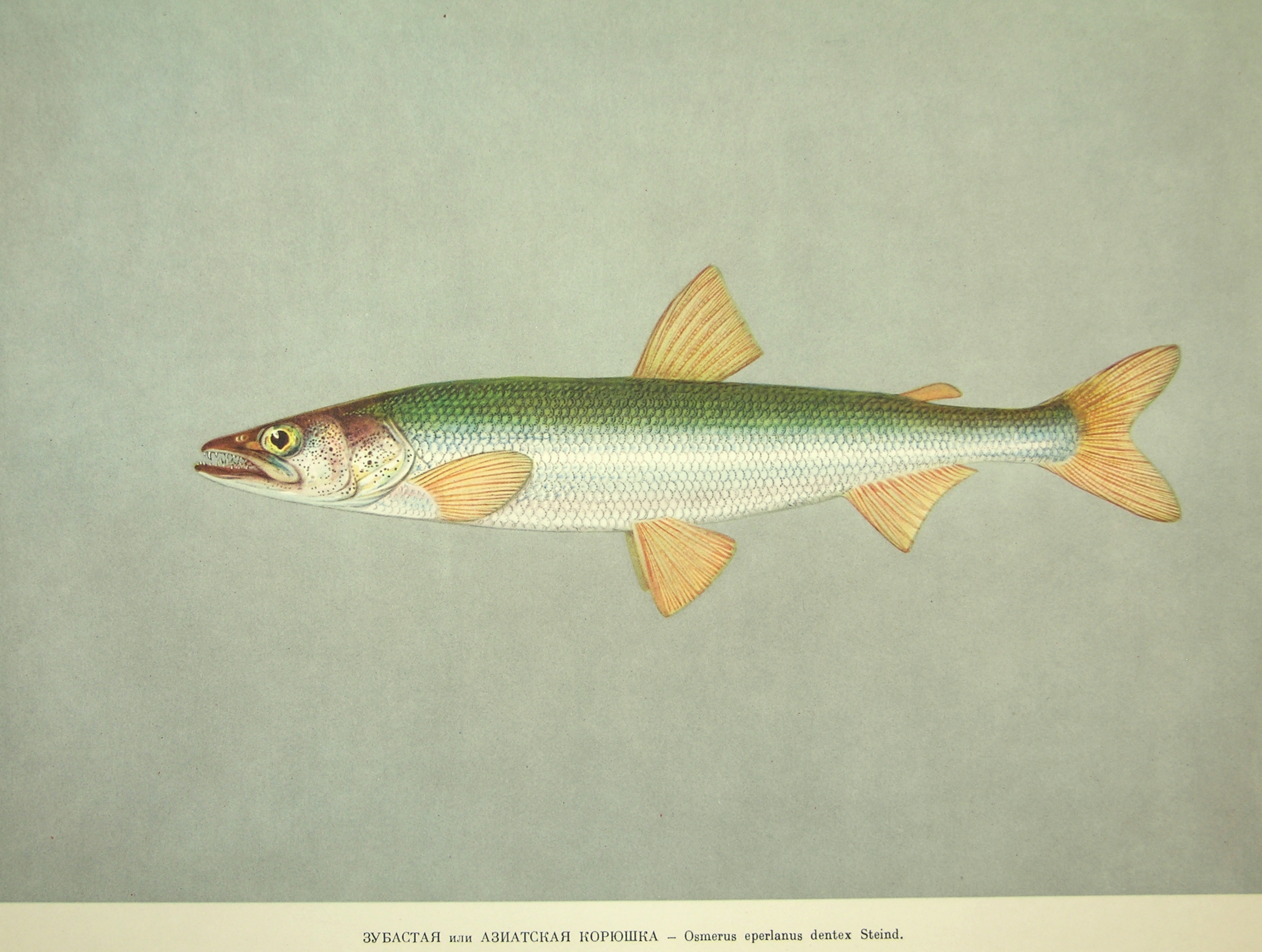 Osmerus Mordax